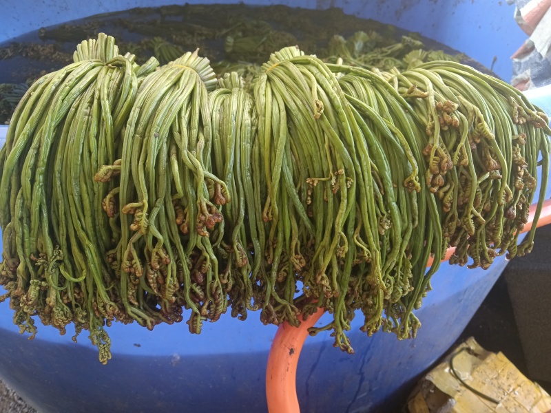 贵州野生蕨菜批发