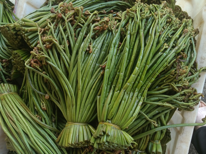 贵州野生蕨菜批发
