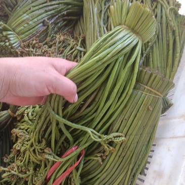 贵州野生蕨菜批发