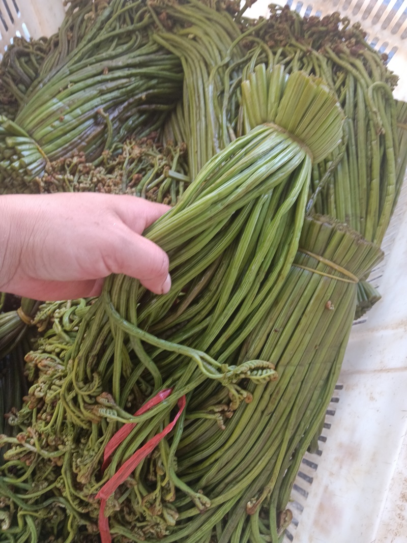 贵州野生蕨菜批发