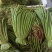 贵州野生蕨菜批发