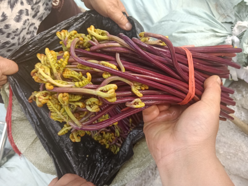 贵州野生蕨菜批发