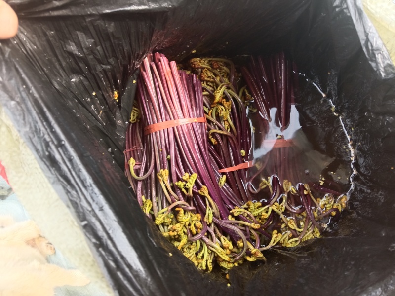 贵州野生蕨菜批发