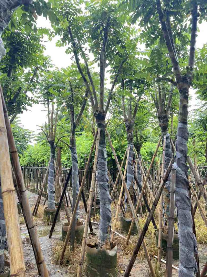 秋枫3-18分，原生苗，骨架苗，养冠苗，各种规格，大量现货