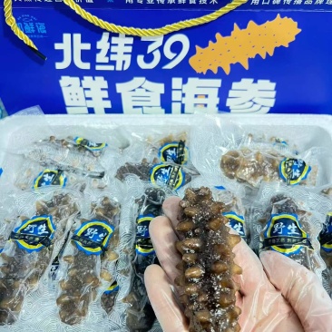 即食海参大头4-8