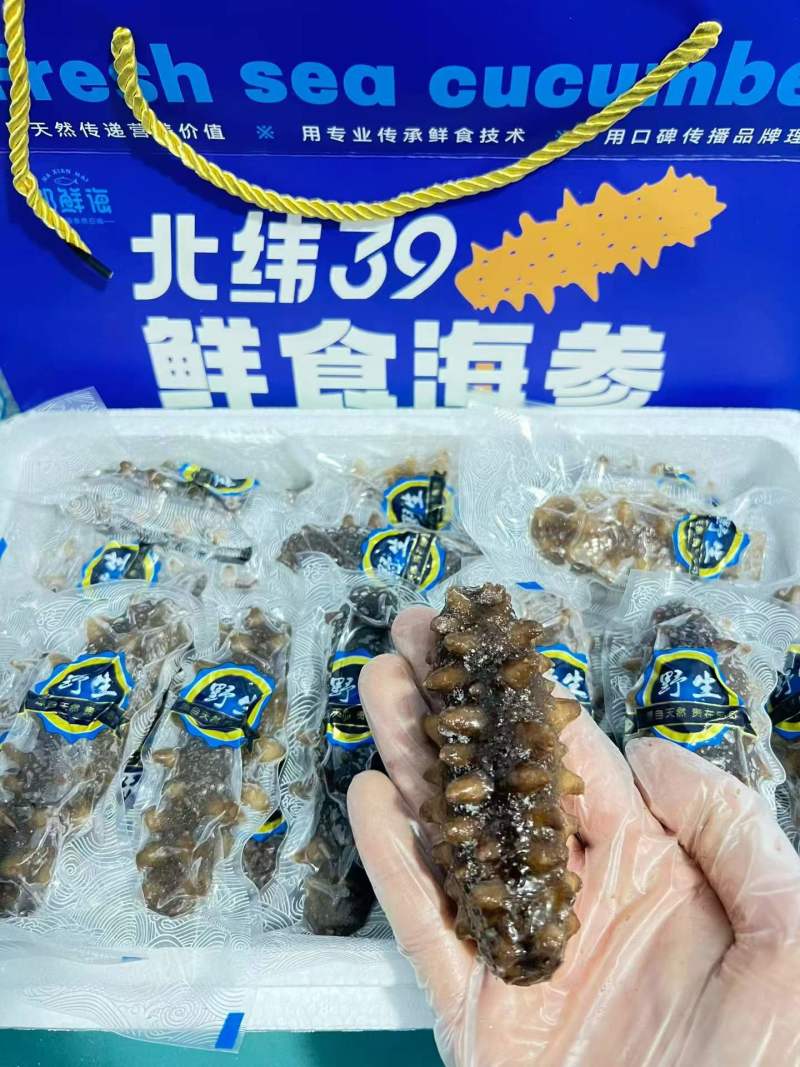 即食海参大头4-8