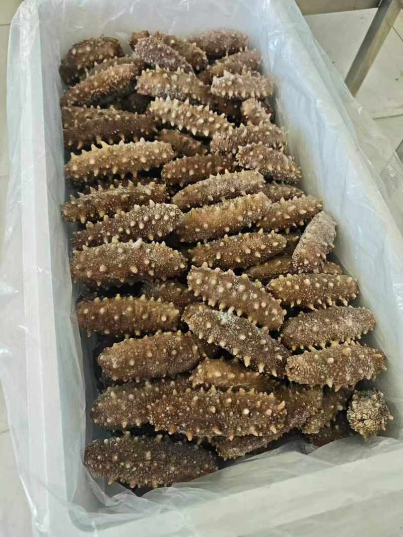 即食海参大头4-8