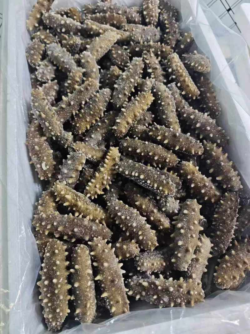 即食海参大头4-8