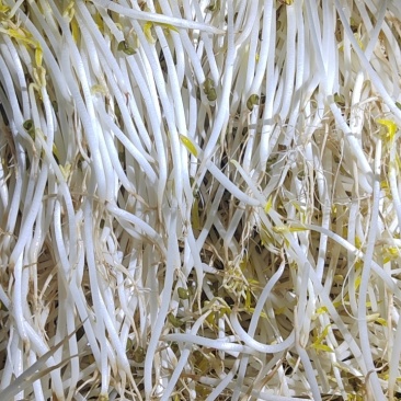 绿豆芽