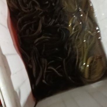 黄善