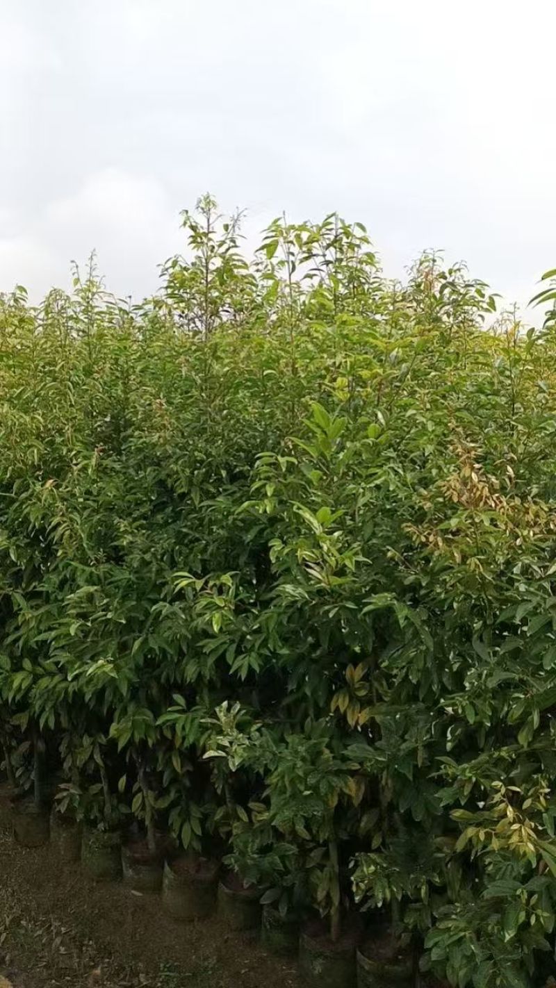 阴香大量出售