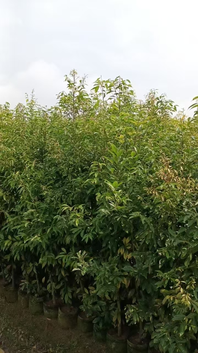 阴香大量出售