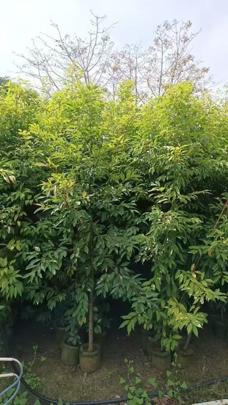 阴香大量出售