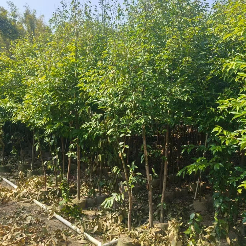 阴香大量出售