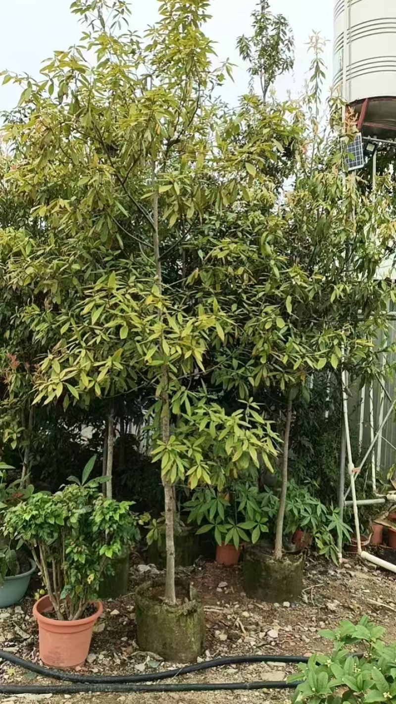 阴香大量出售