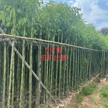香樟，3-5-8公分。普宁苗木基地，