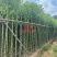 香樟，3-5-8公分。普宁苗木基地，
