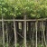 香樟，3-5-8公分。普宁苗木基地，