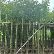 香樟3～5～8分，大量出售