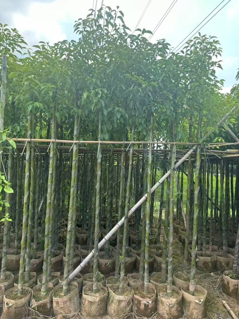 香樟3～5～8分，大量出售
