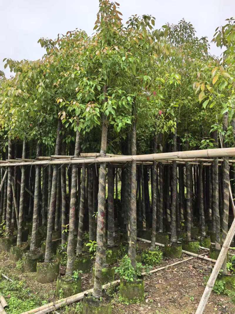 香樟3～5～8分，大量出售
