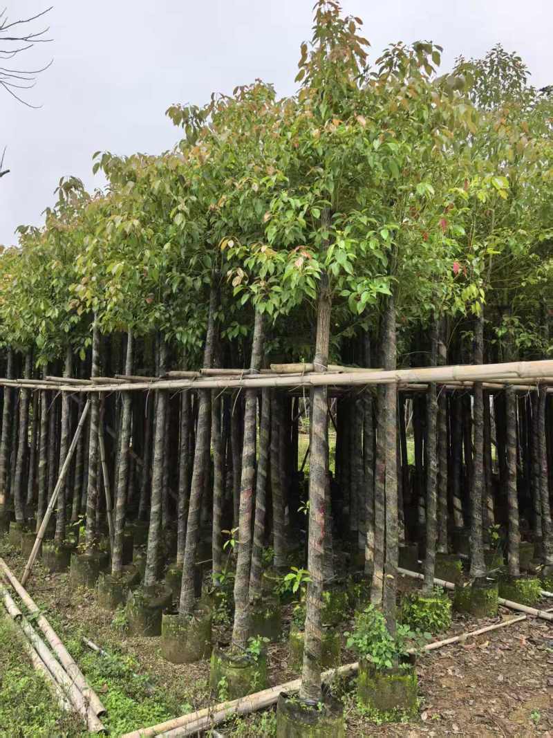 香樟3～5～8分，大量出售