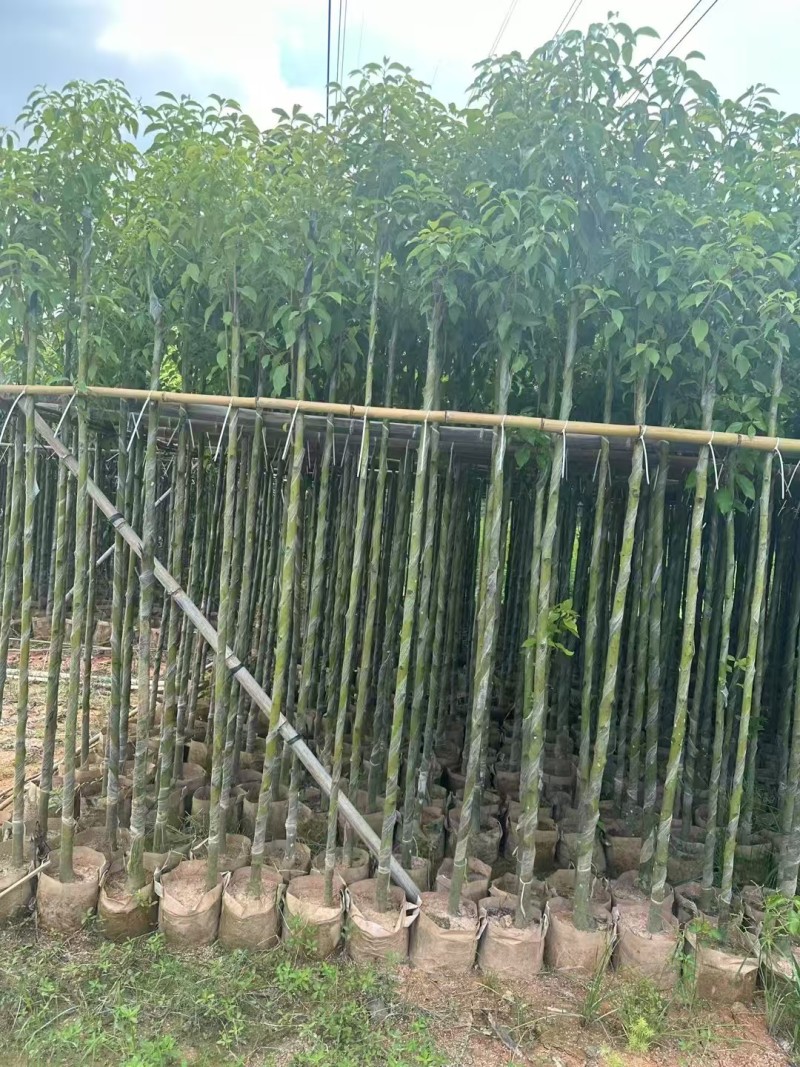 香樟3～5～8分，大量出售