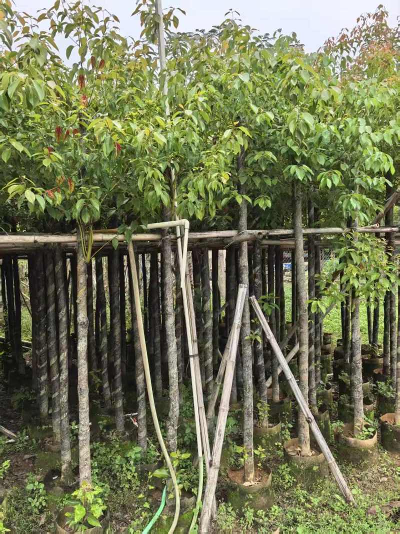 香樟3～5～8分，大量出售