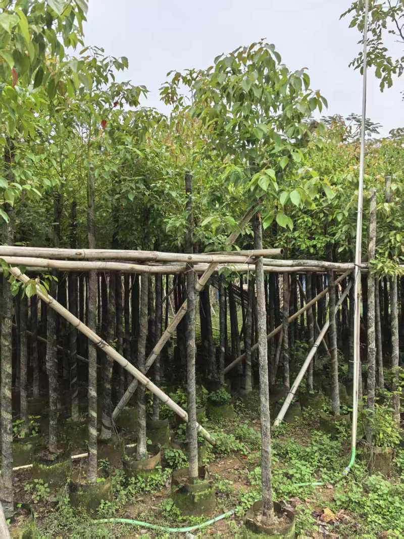 香樟3～5～8分，大量出售