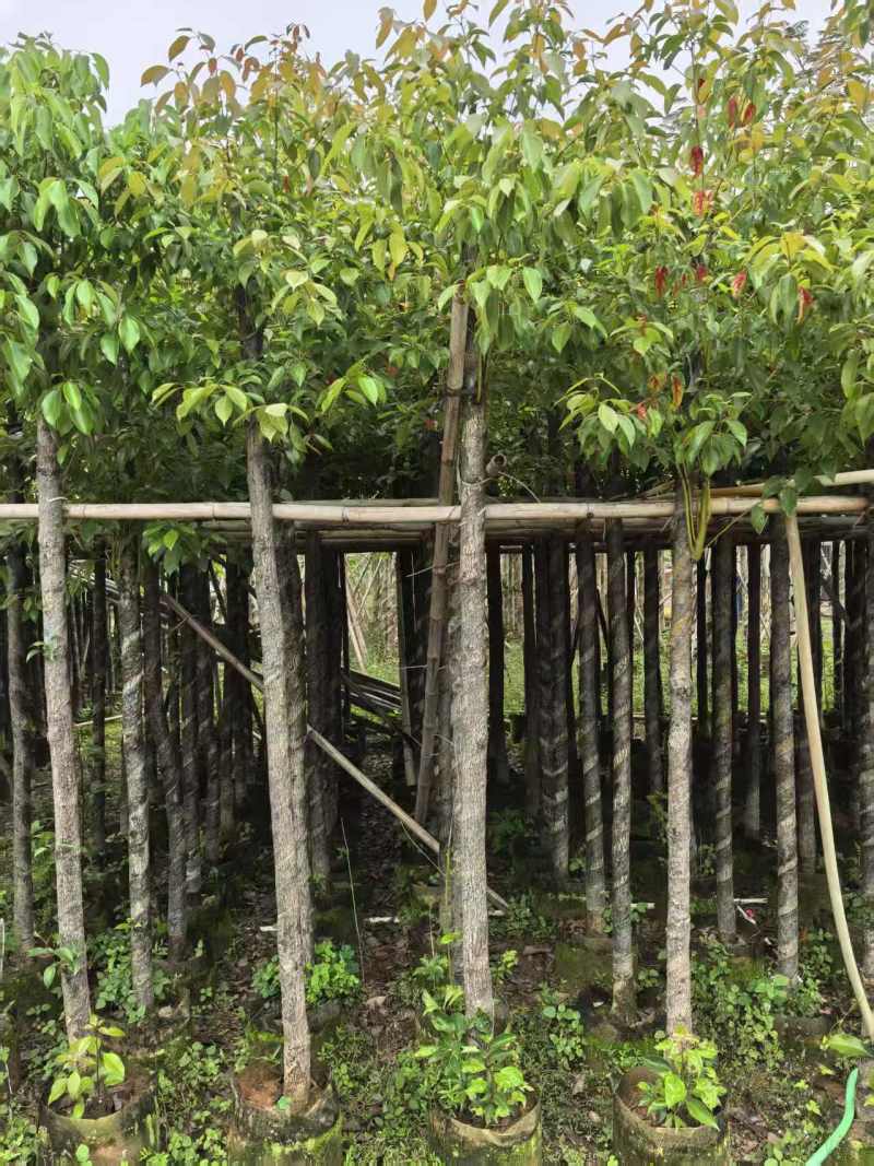 香樟3～5～8分，大量出售