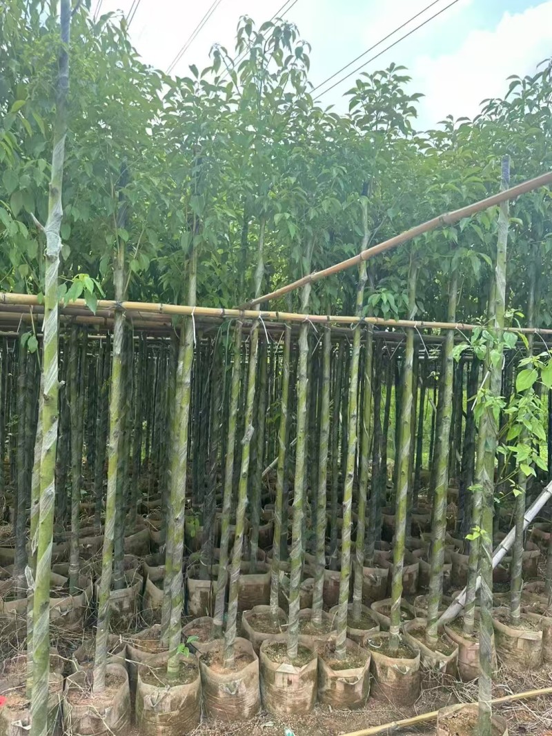 香樟3～5～8分，大量出售