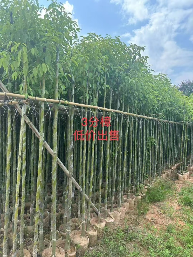 香樟3～5～8分，大量出售