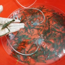 河虾大河虾