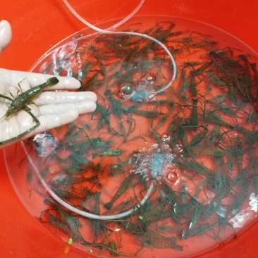 河虾大河虾
