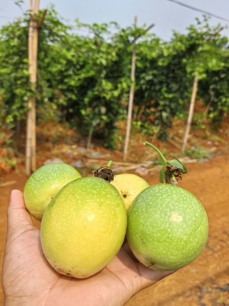 钦蜜9号百香果