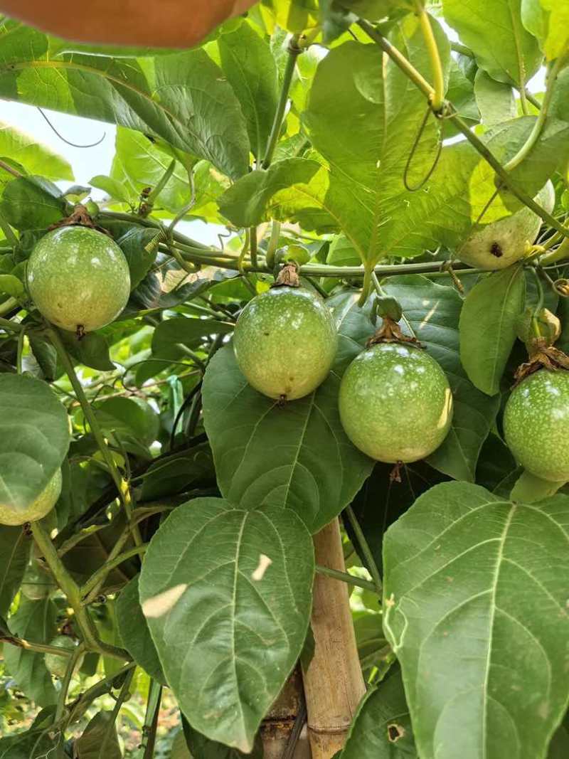 钦蜜9号百香果