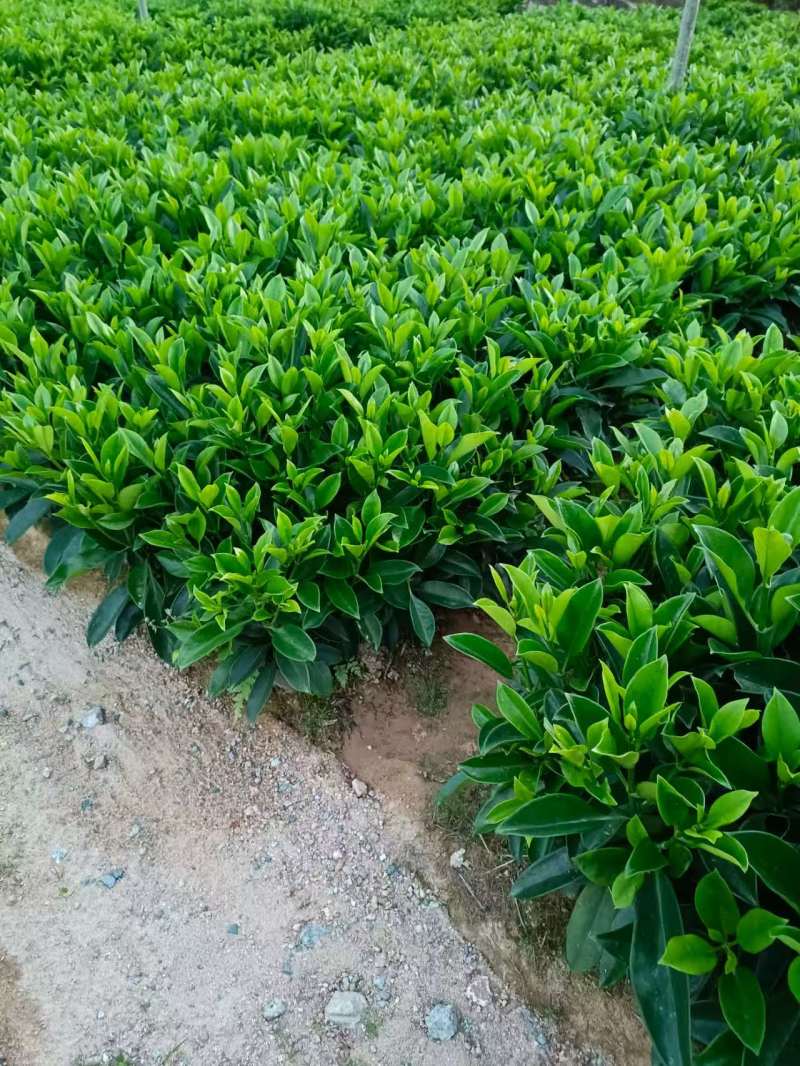 灰莉，非洲茉莉，黑杯，大量出售，普宁苗木基地