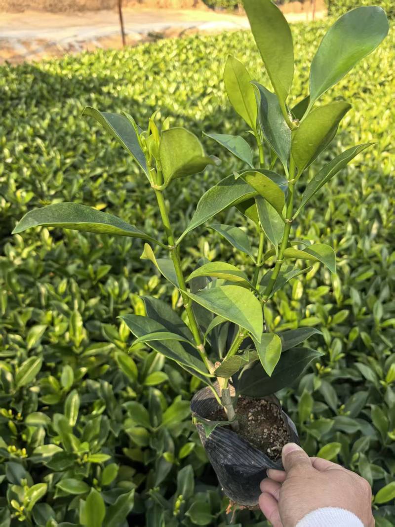 灰莉，非洲茉莉，黑杯，大量出售，普宁苗木基地