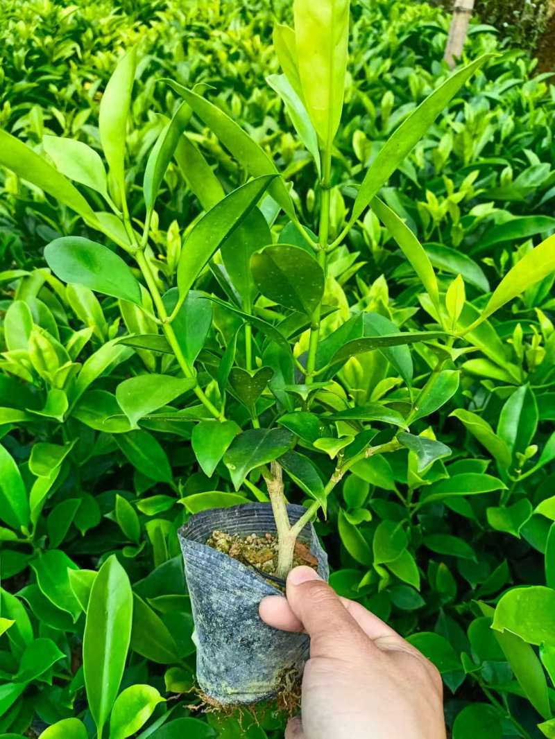 灰莉，非洲茉莉，黑杯，大量出售，普宁苗木基地