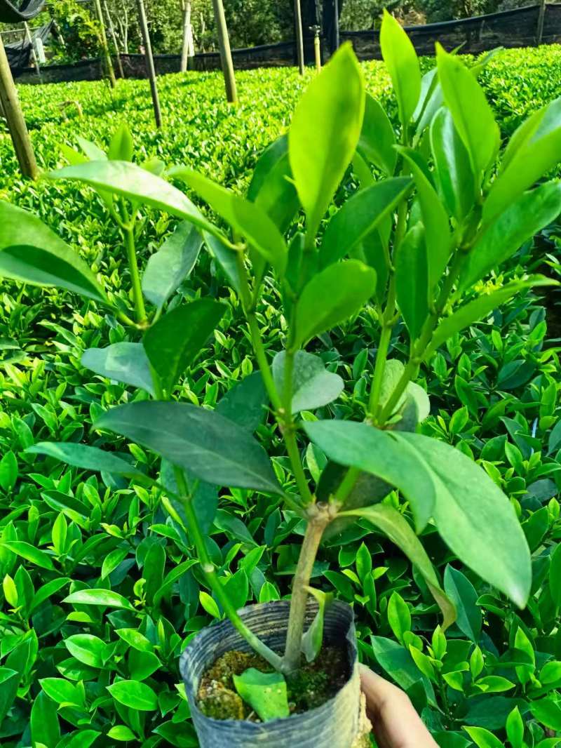 灰莉，非洲茉莉，黑杯，大量出售，普宁苗木基地