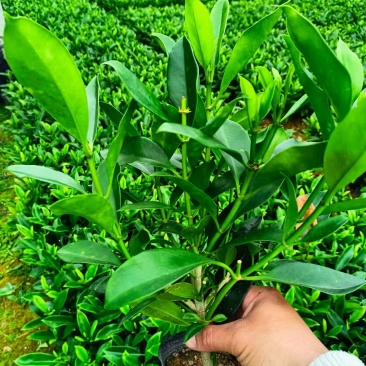 灰莉，非洲茉莉，黑杯，大量出售，普宁苗木基地
