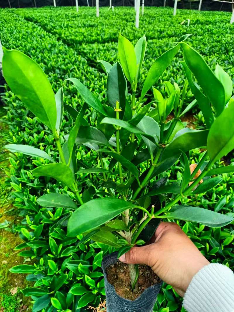 灰莉，非洲茉莉，黑杯，大量出售，普宁苗木基地