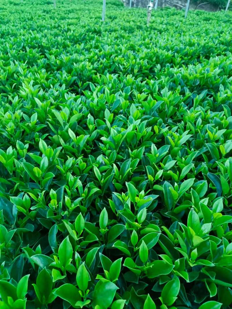 灰莉，非洲茉莉，黑杯，大量出售，普宁苗木基地