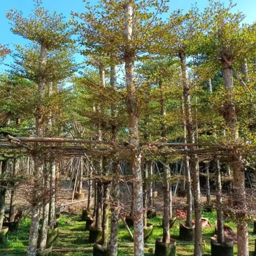 小叶榄仁10～20分普宁苗木基地