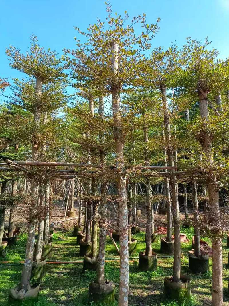 小叶榄仁10～20分普宁苗木基地