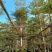 小叶榄仁10～20分普宁苗木基地