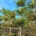 小叶榄仁10～20分普宁苗木基地