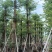 小叶榄仁10～20分普宁苗木基地
