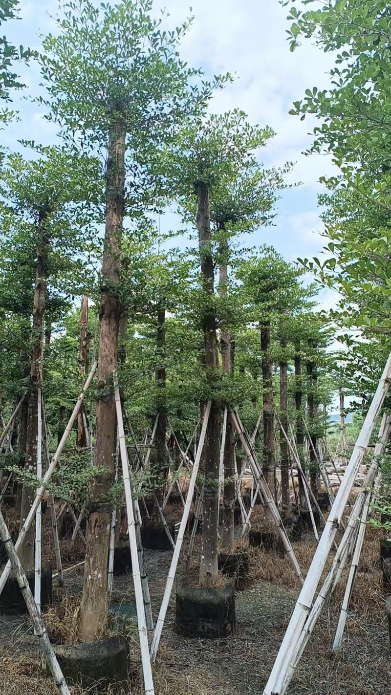 小叶榄仁10～20分普宁苗木基地