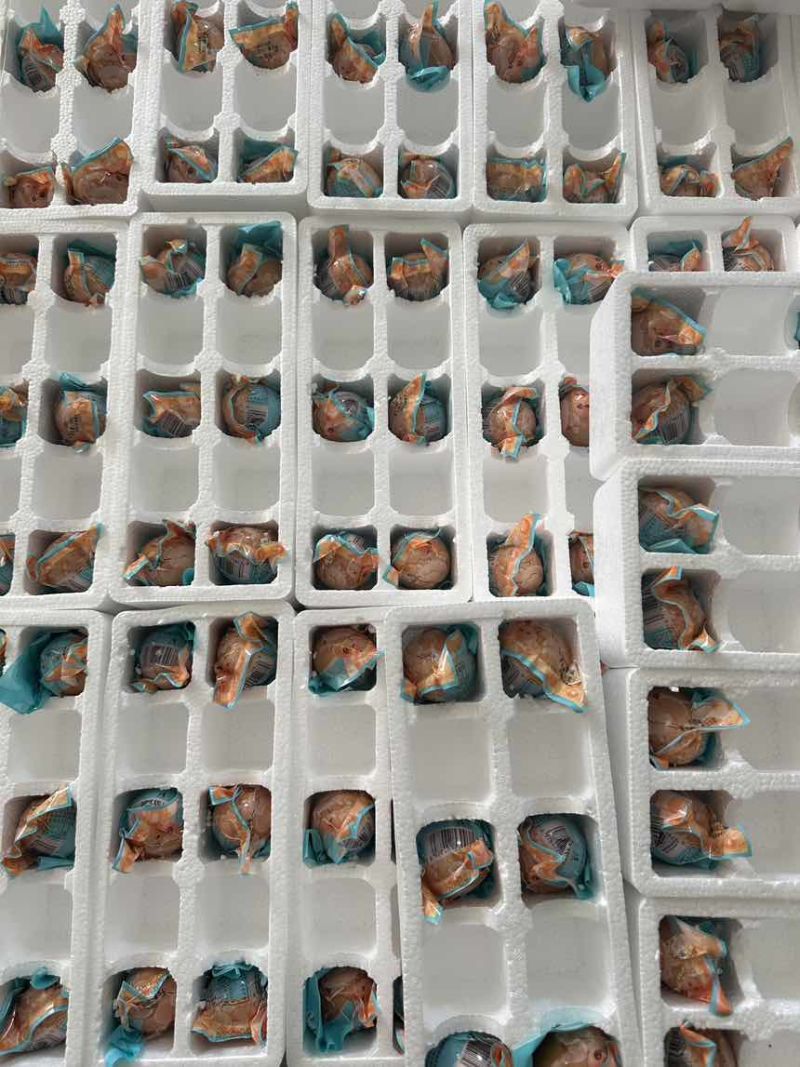 活珠子活珠子活珠子活珠子活珠子活珠子活珠子活珠子活珠子活珠子